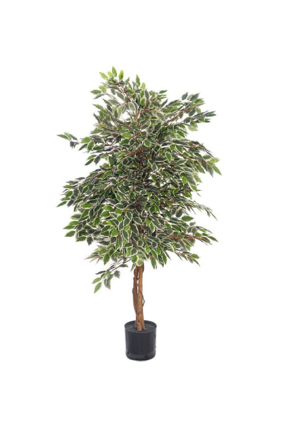 Ficus Benjamina Starlight Artificial