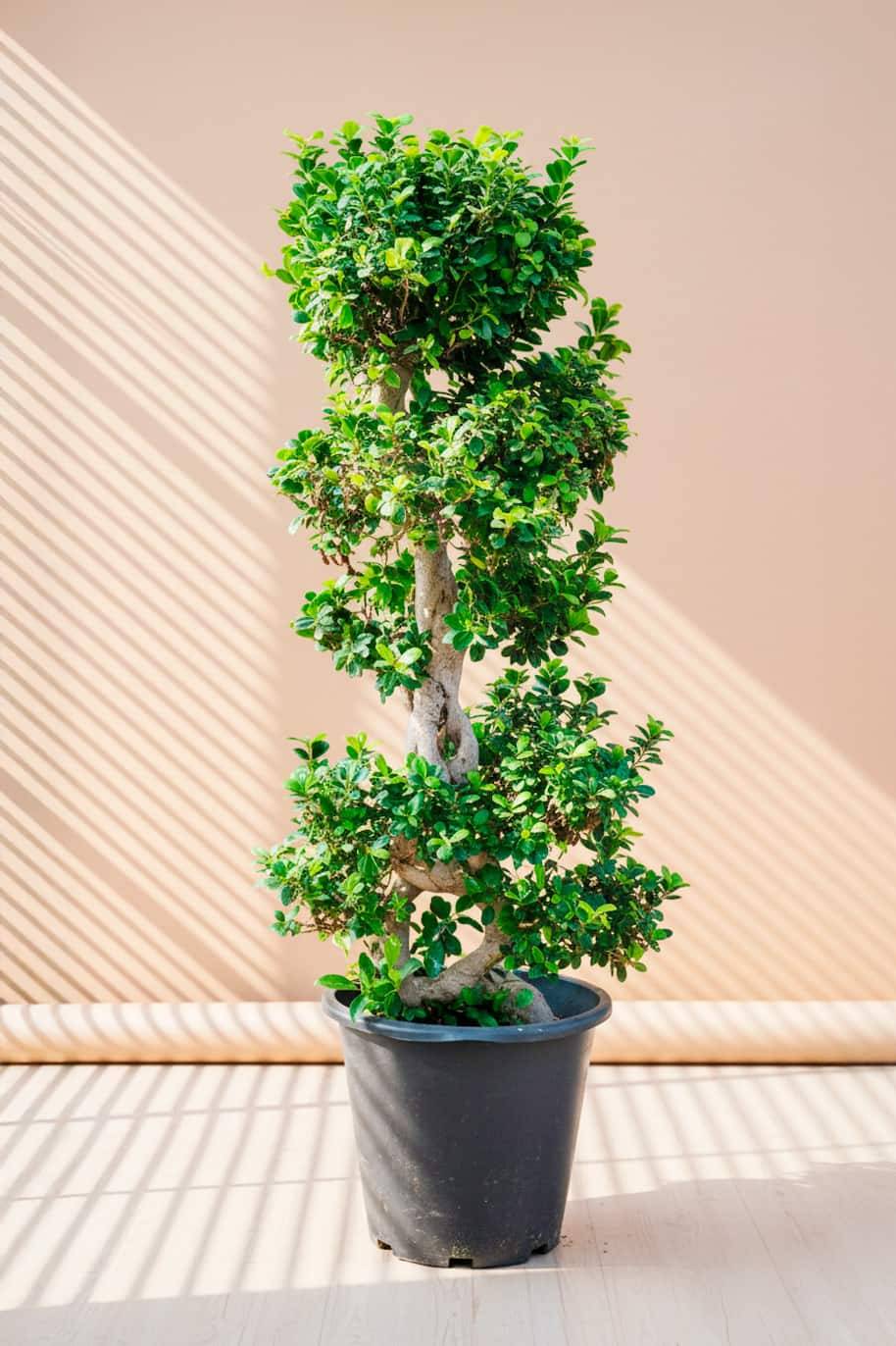 Ficus Bonsai 8 Shape