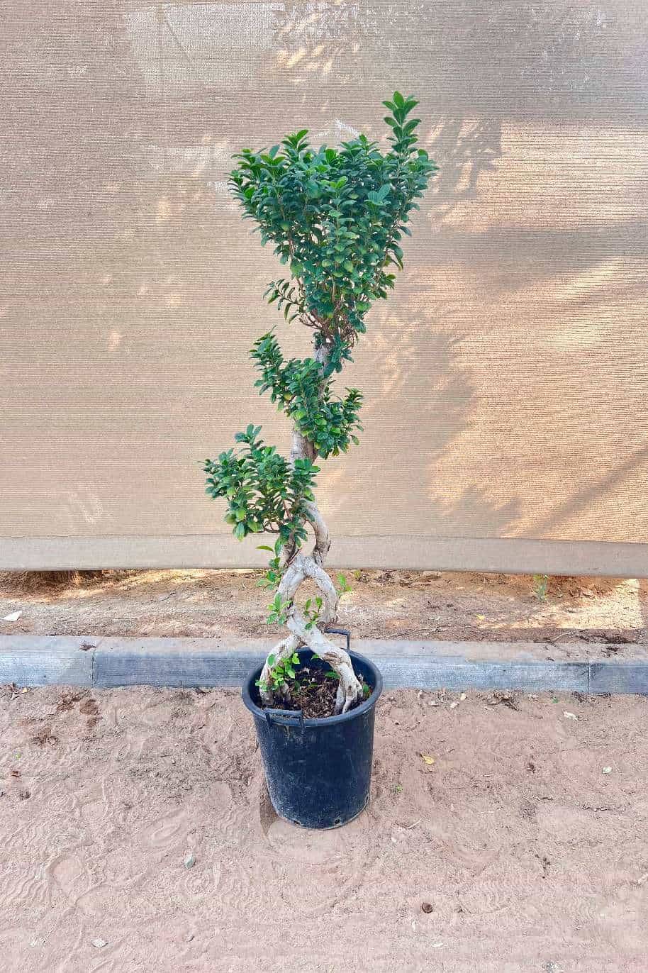 Ficus Bonsai 8 Shape
