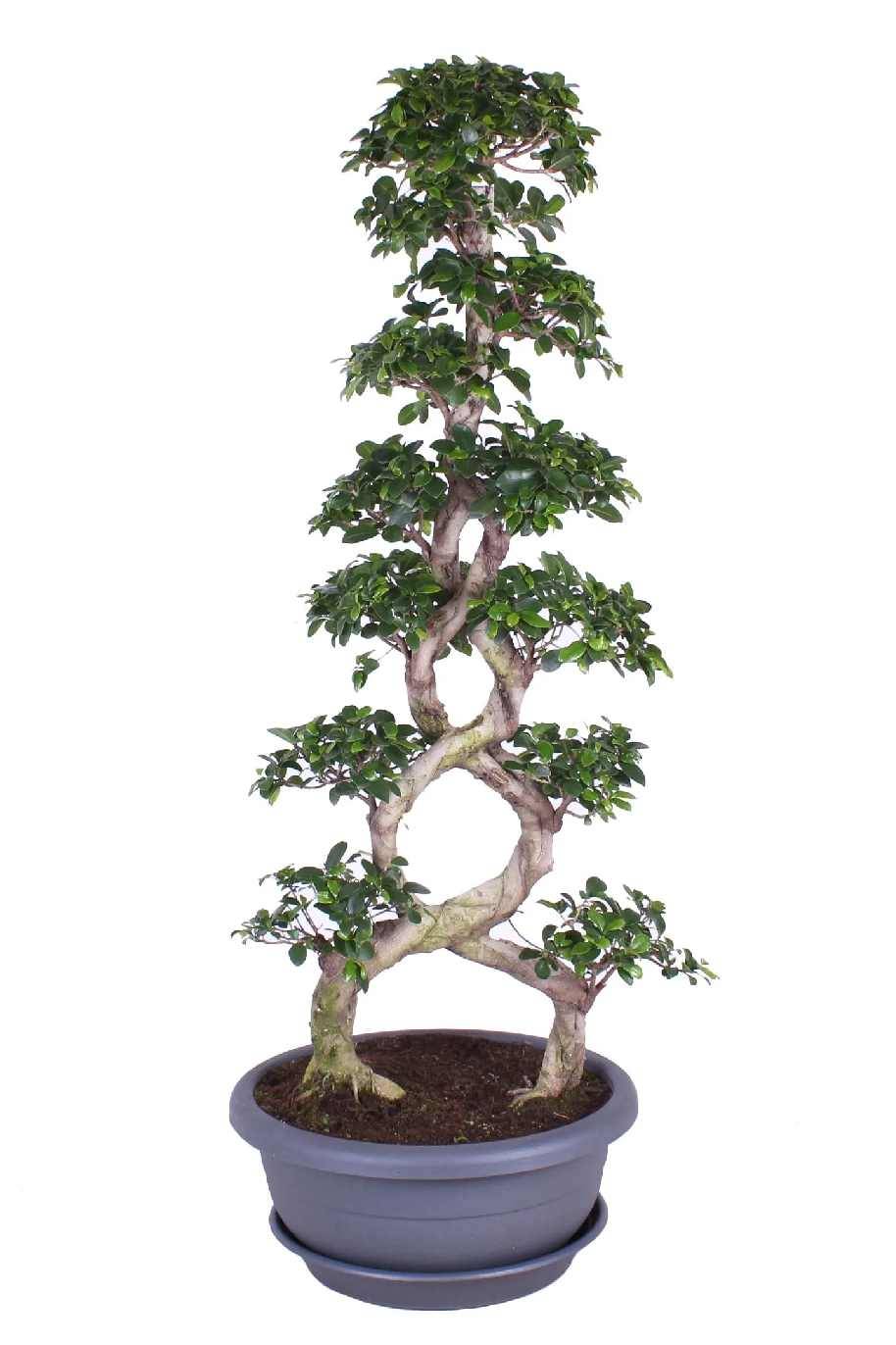Ficus Bonsai 8 Shape