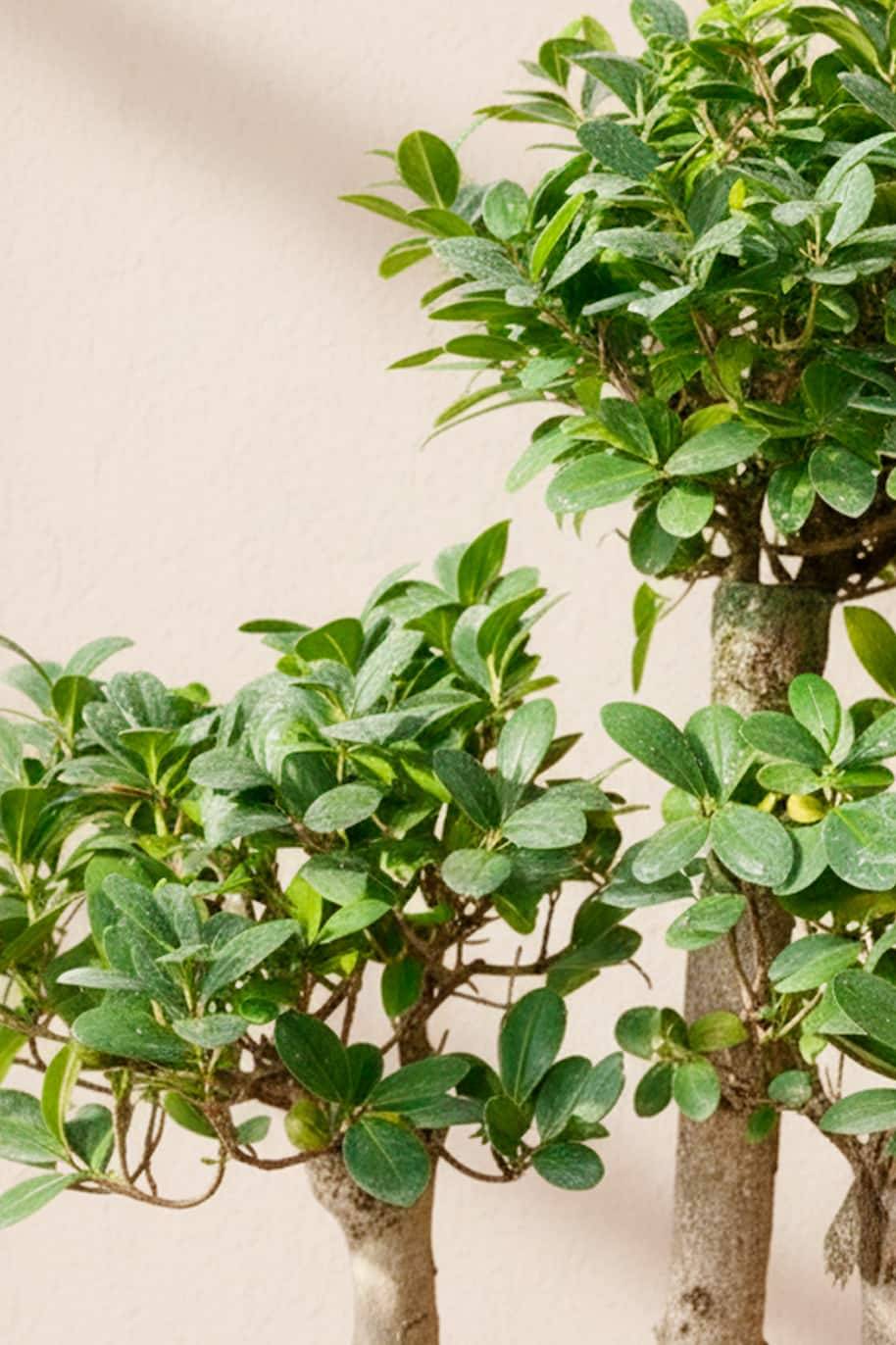 Ficus