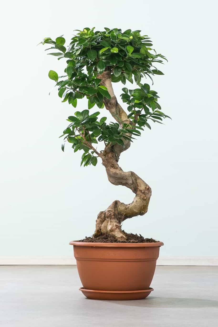 Ficus Bonsai XXL