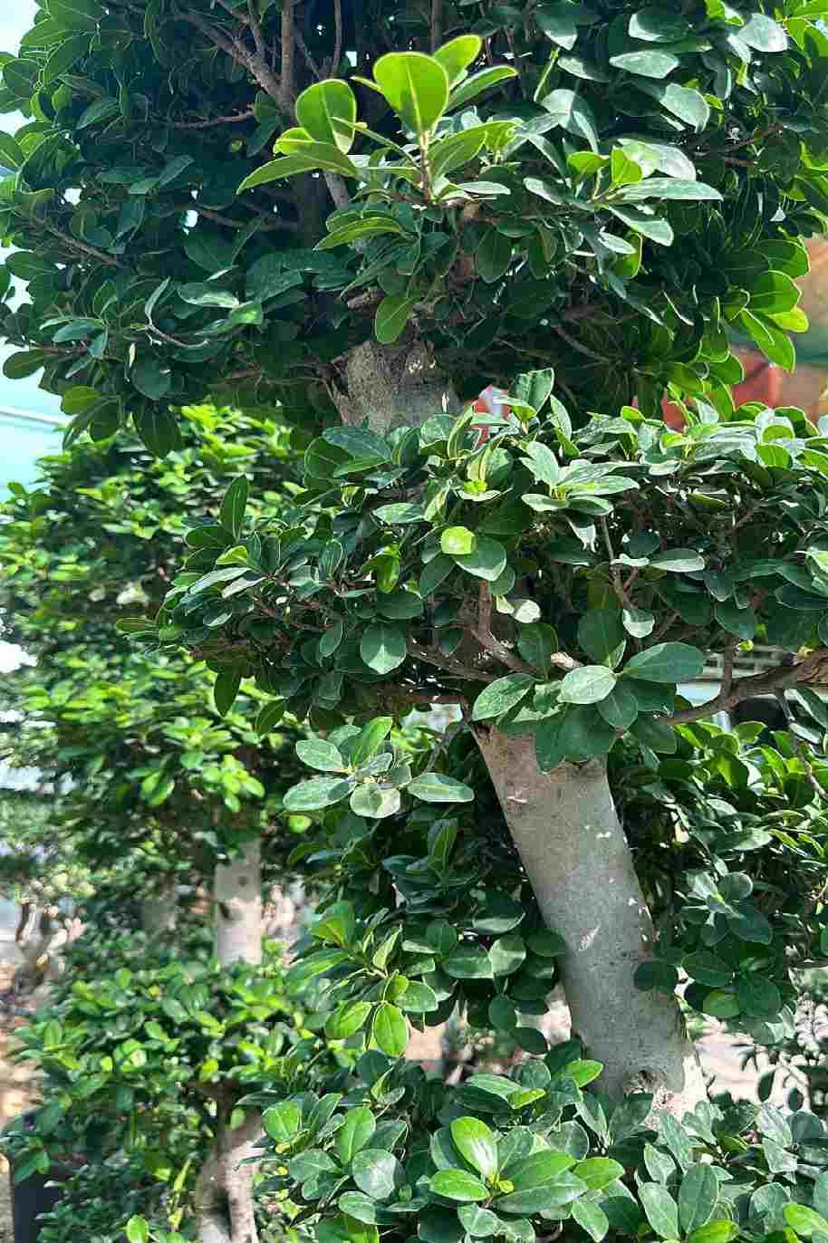 Ficus Bonsai XXXL