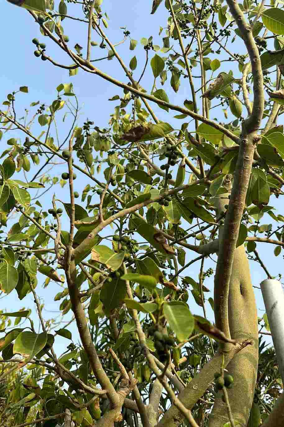 Ficus Infectoria - White Fig