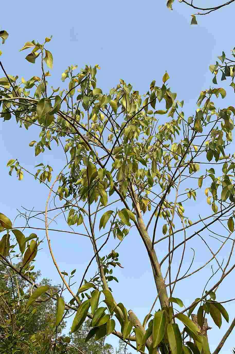 Ficus Infectoria - White Fig