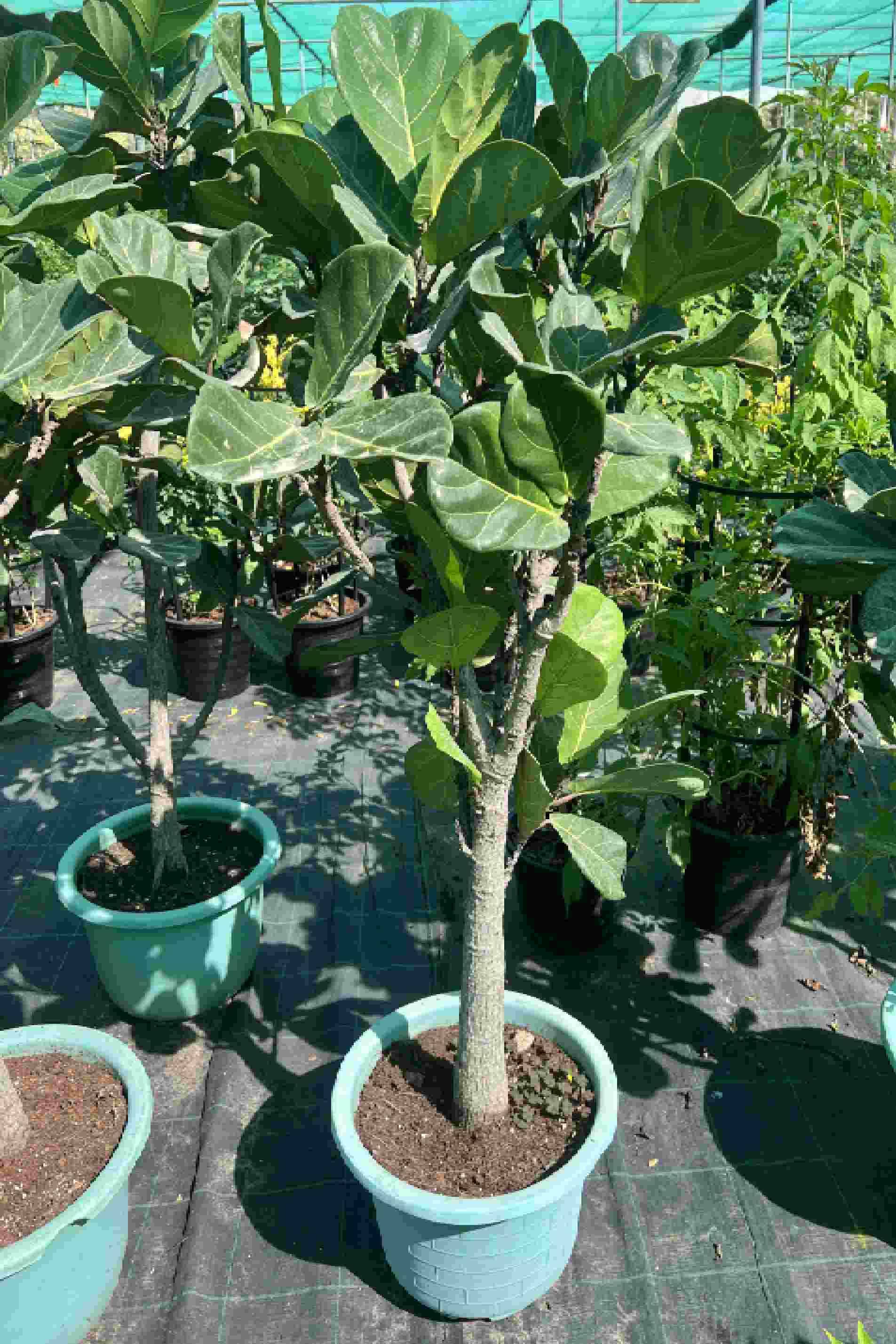 Ficus Lyrata Branched China