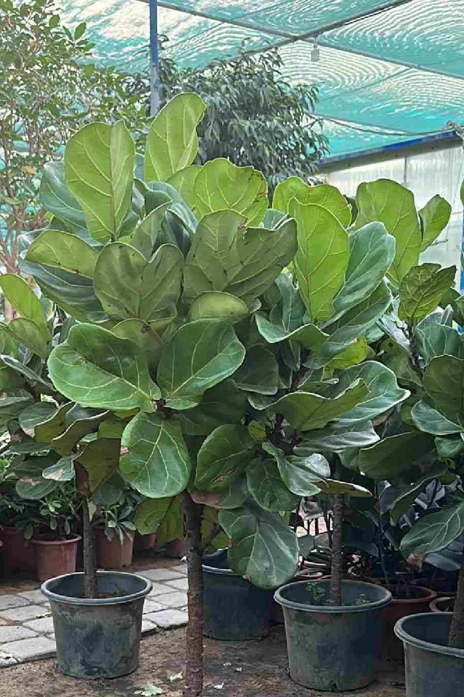 Ficus Lyrata Single Head