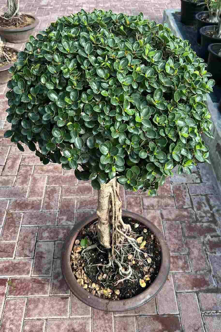Ficus Microcarpa Bonsai 1 Head