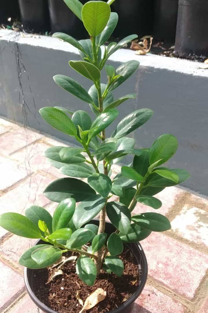 Ficus Microcarpa Green
