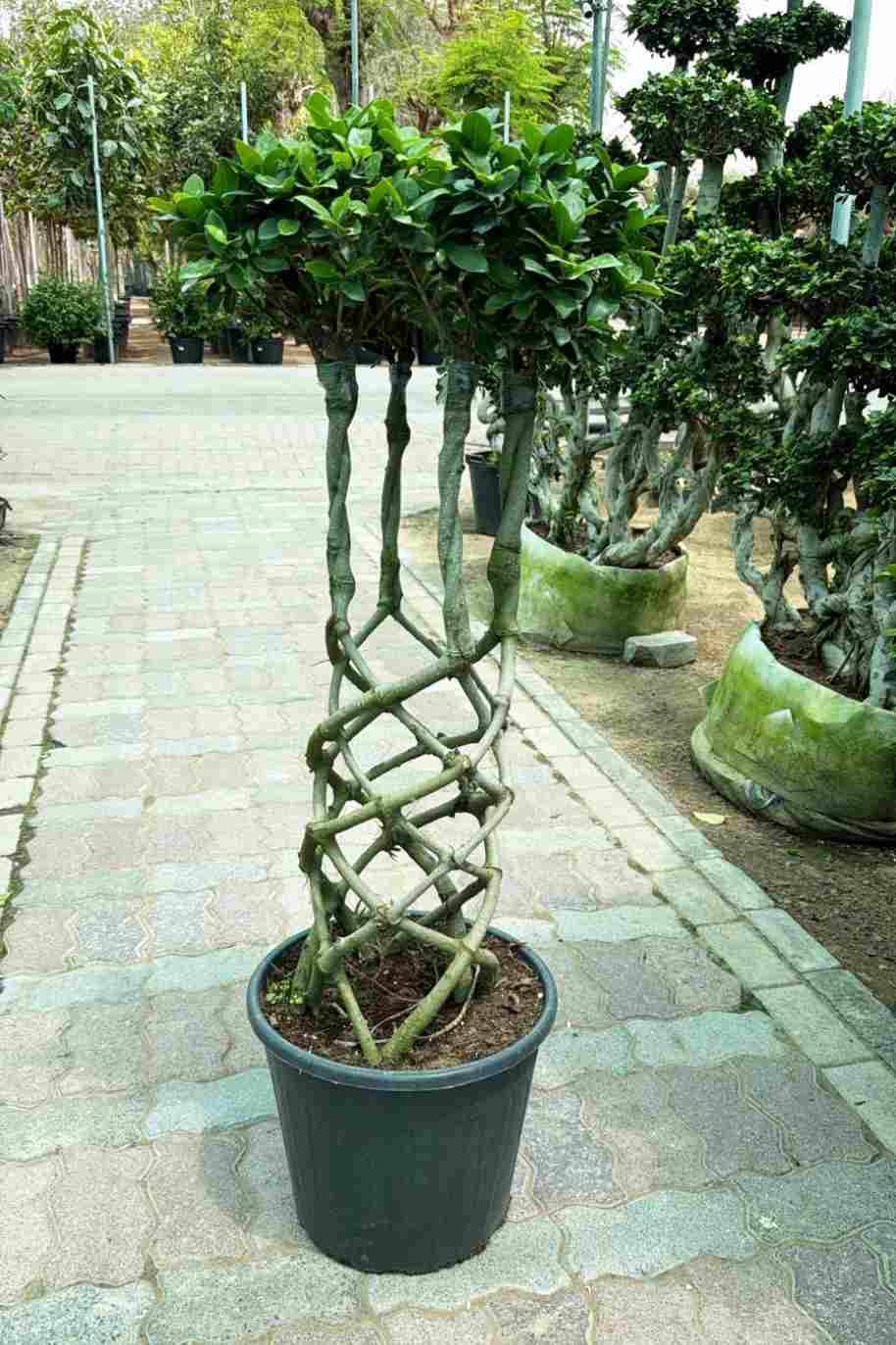 Ficus Microcarpa Net Cage