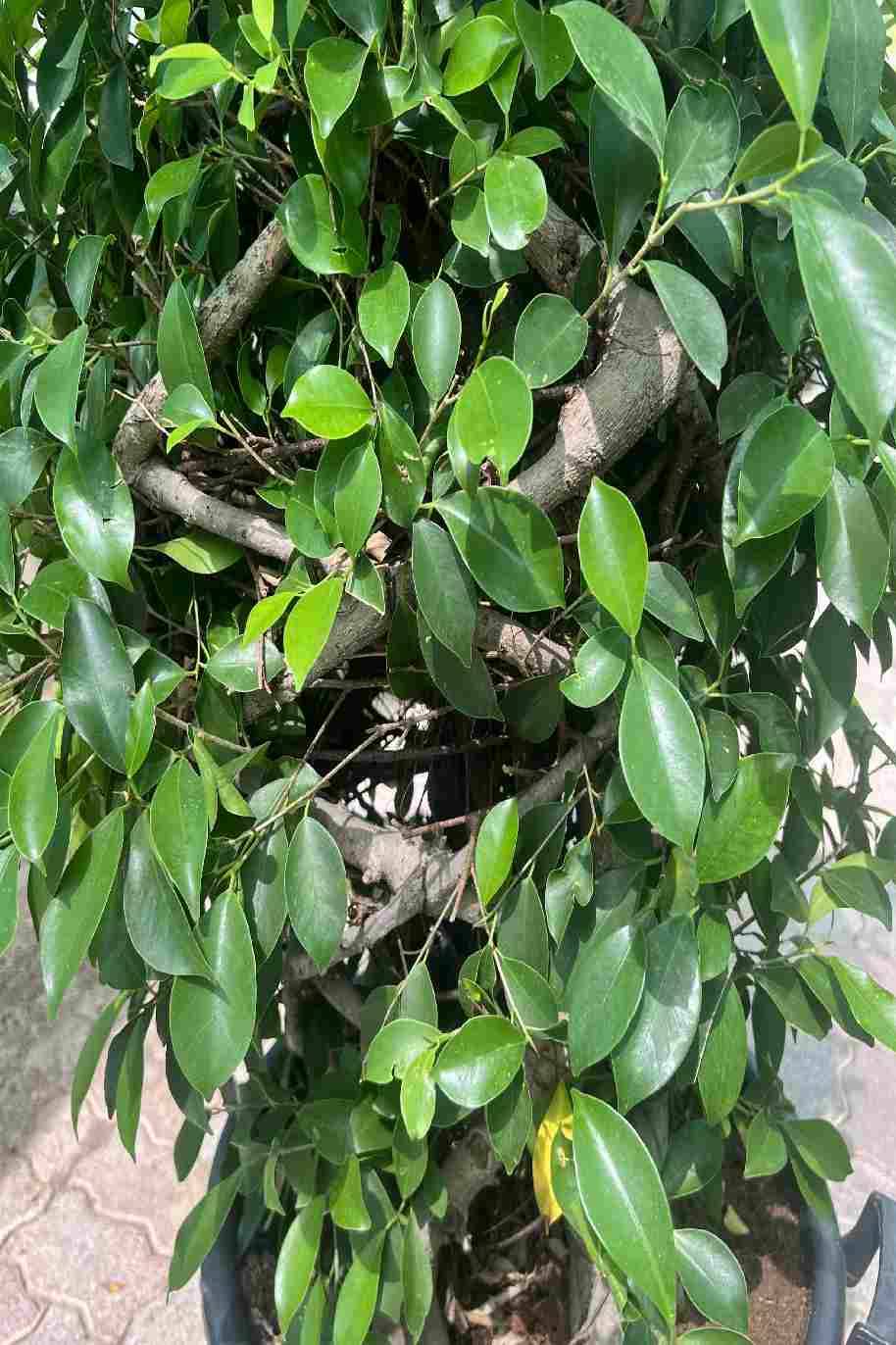 Ficus Microcarpa Nitida Cage