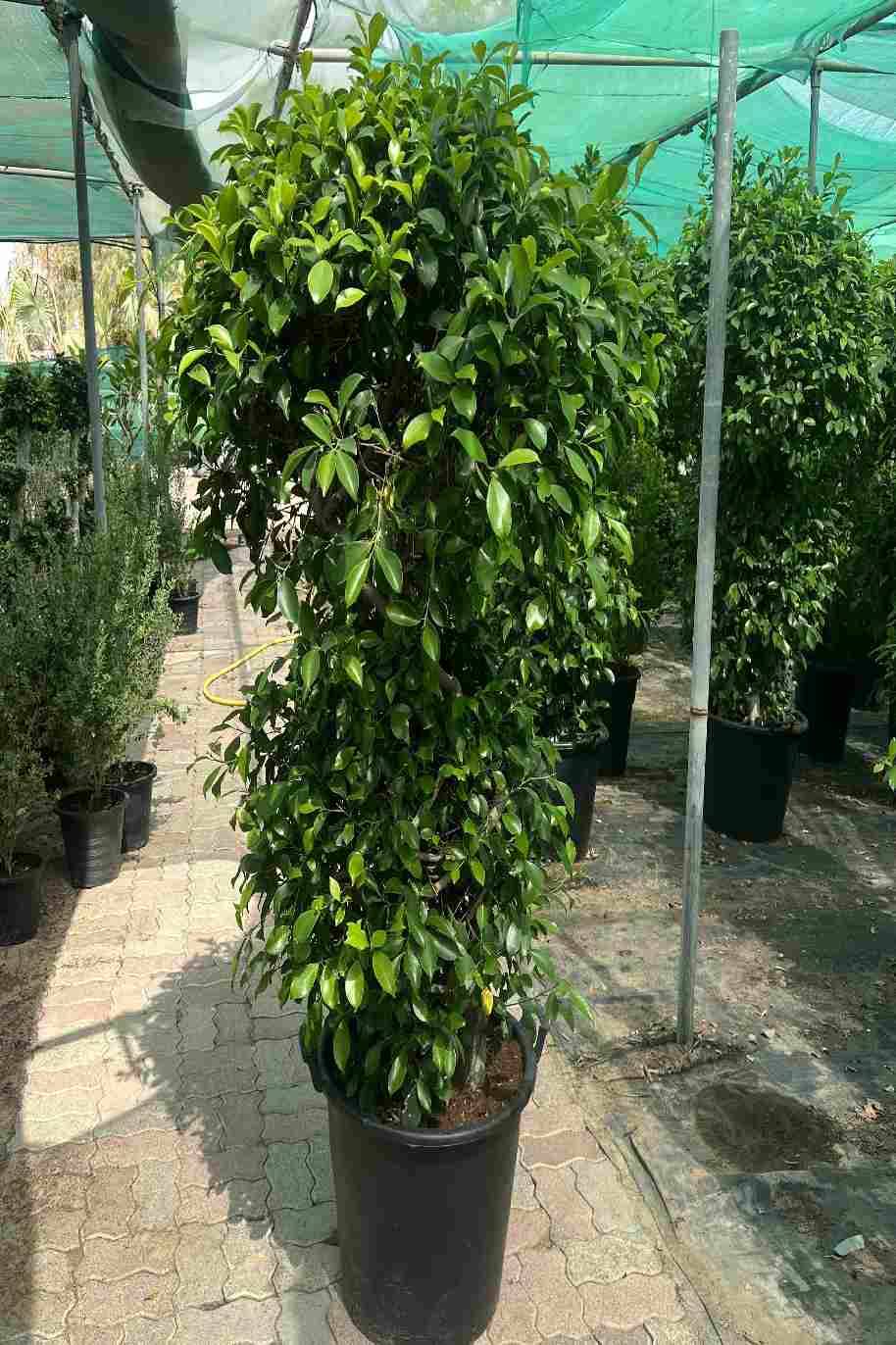 Ficus Microcarpa