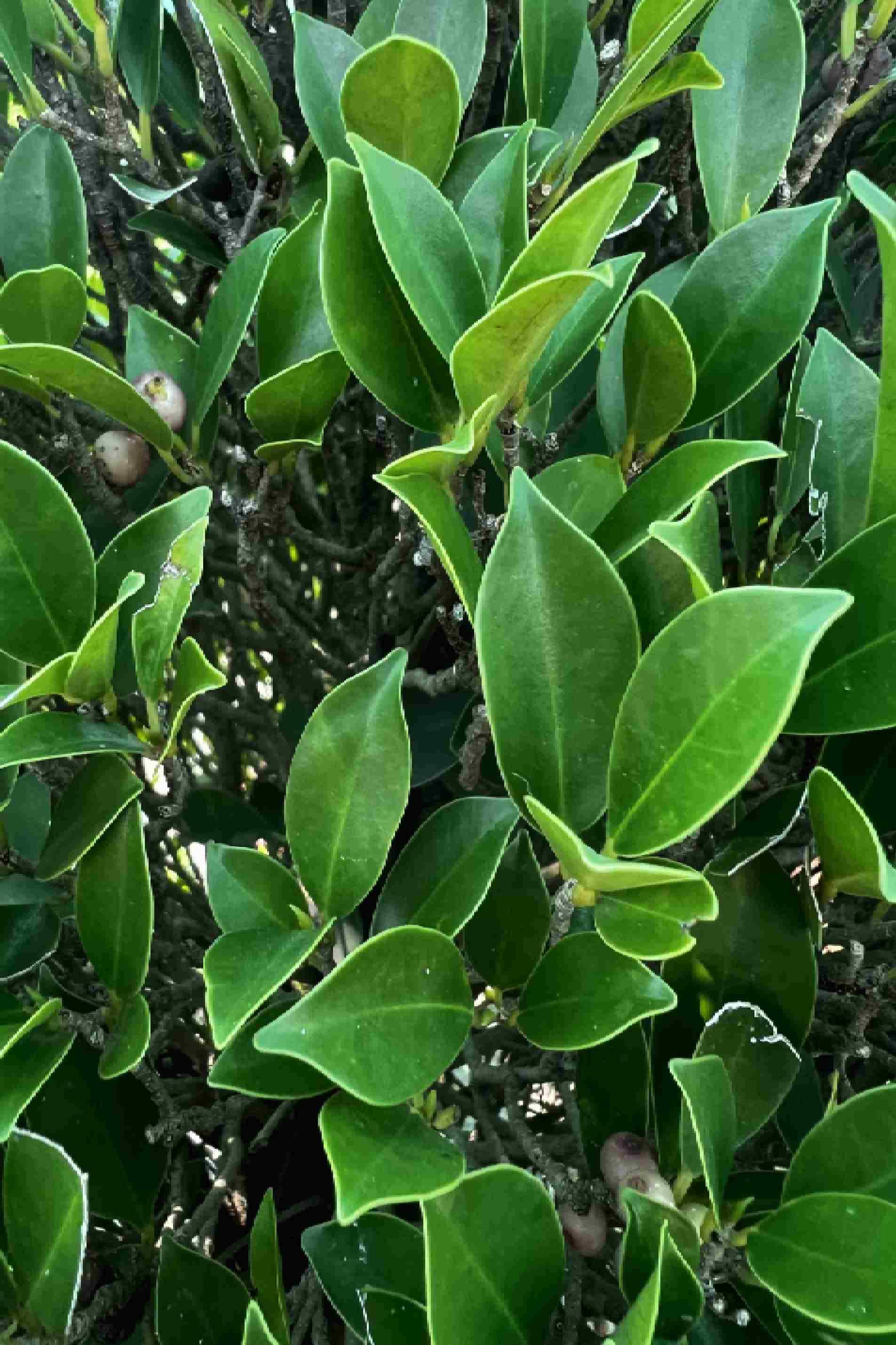 Ficus Nitida Cone Head