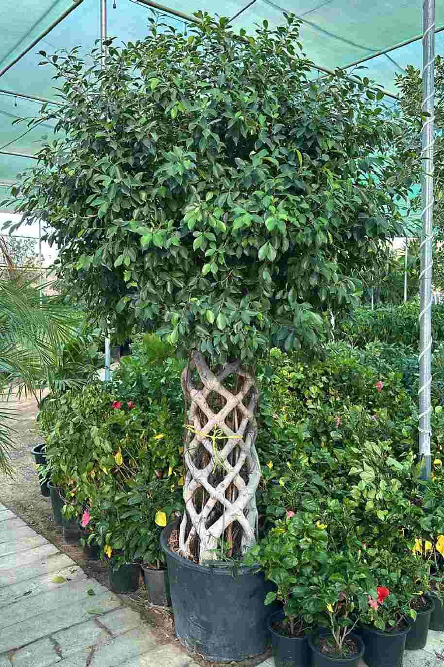 Ficus Panda - Cage Shape Bushy