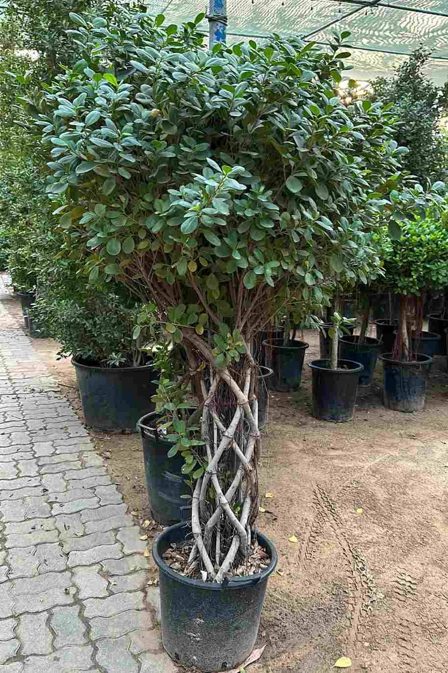 Ficus Panda Cage Shape