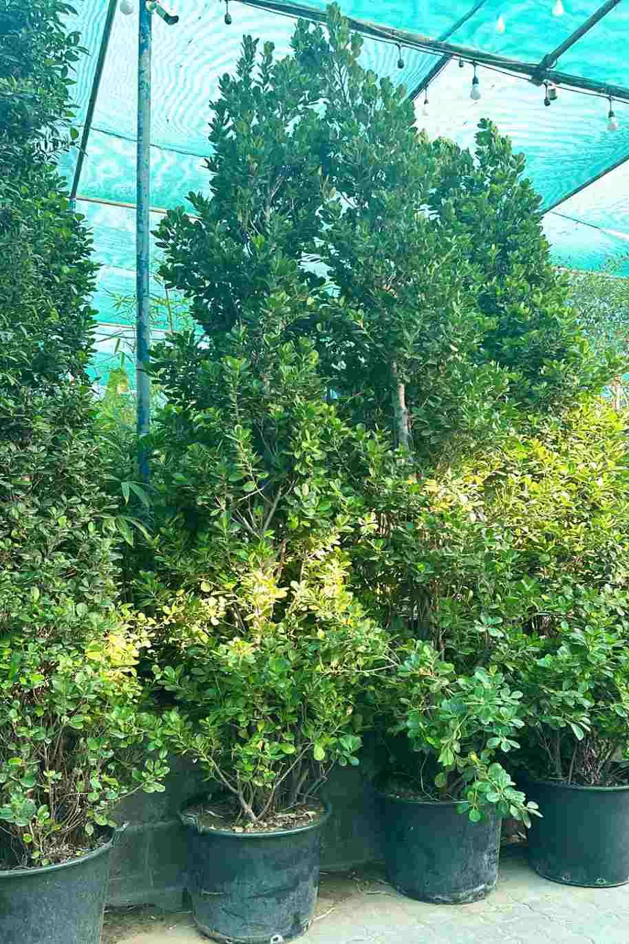 Ficus Panda Cone Shape 3Mtr