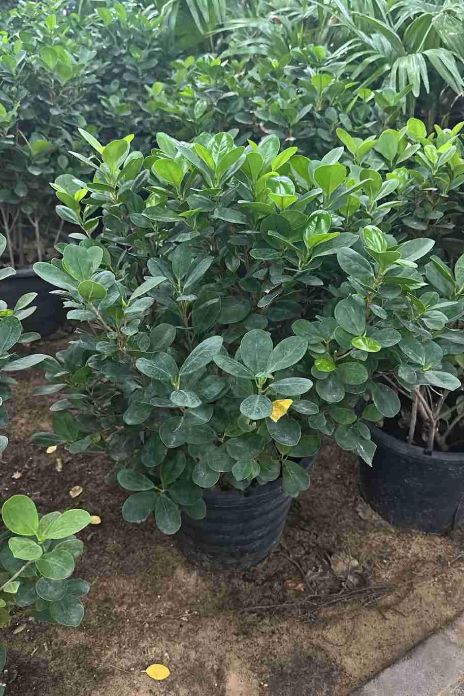 Ficus Panda Crown