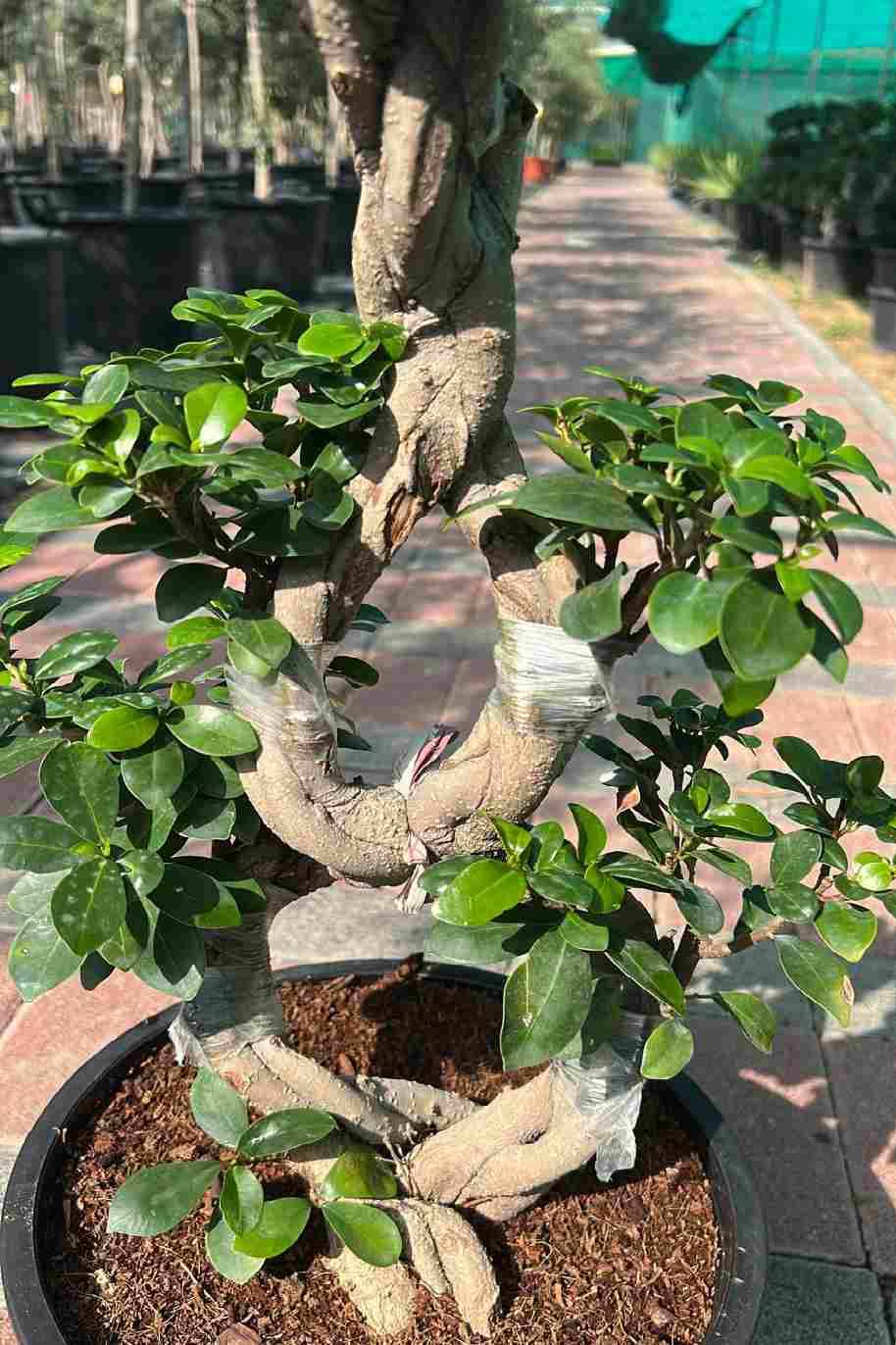 Ficus Retusa 8 Shape