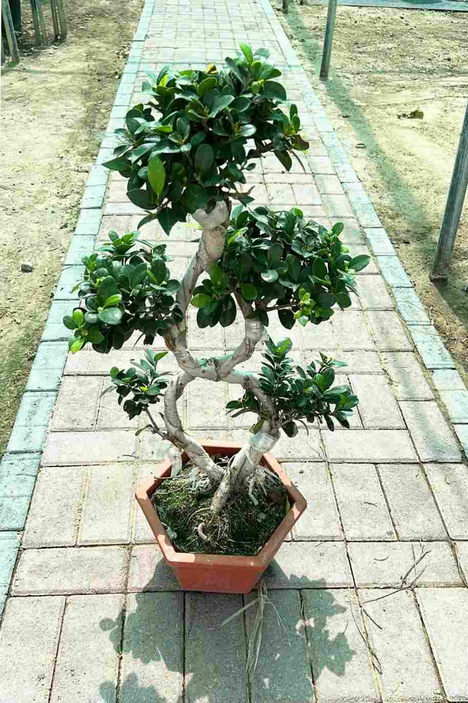 Ficus Retusa 8 Shape