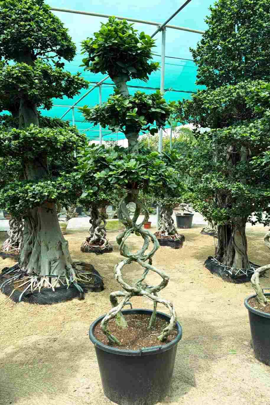 Ficus Retusa 8 Shape Bag