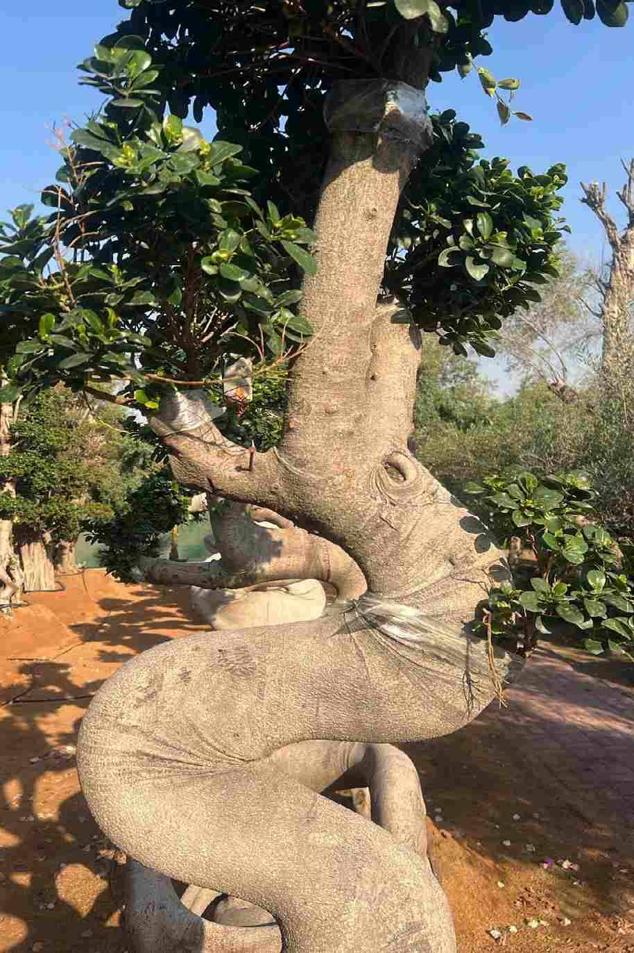 Ficus Retusa Bonsai Chair Shape - Ficus Retusa - image 3