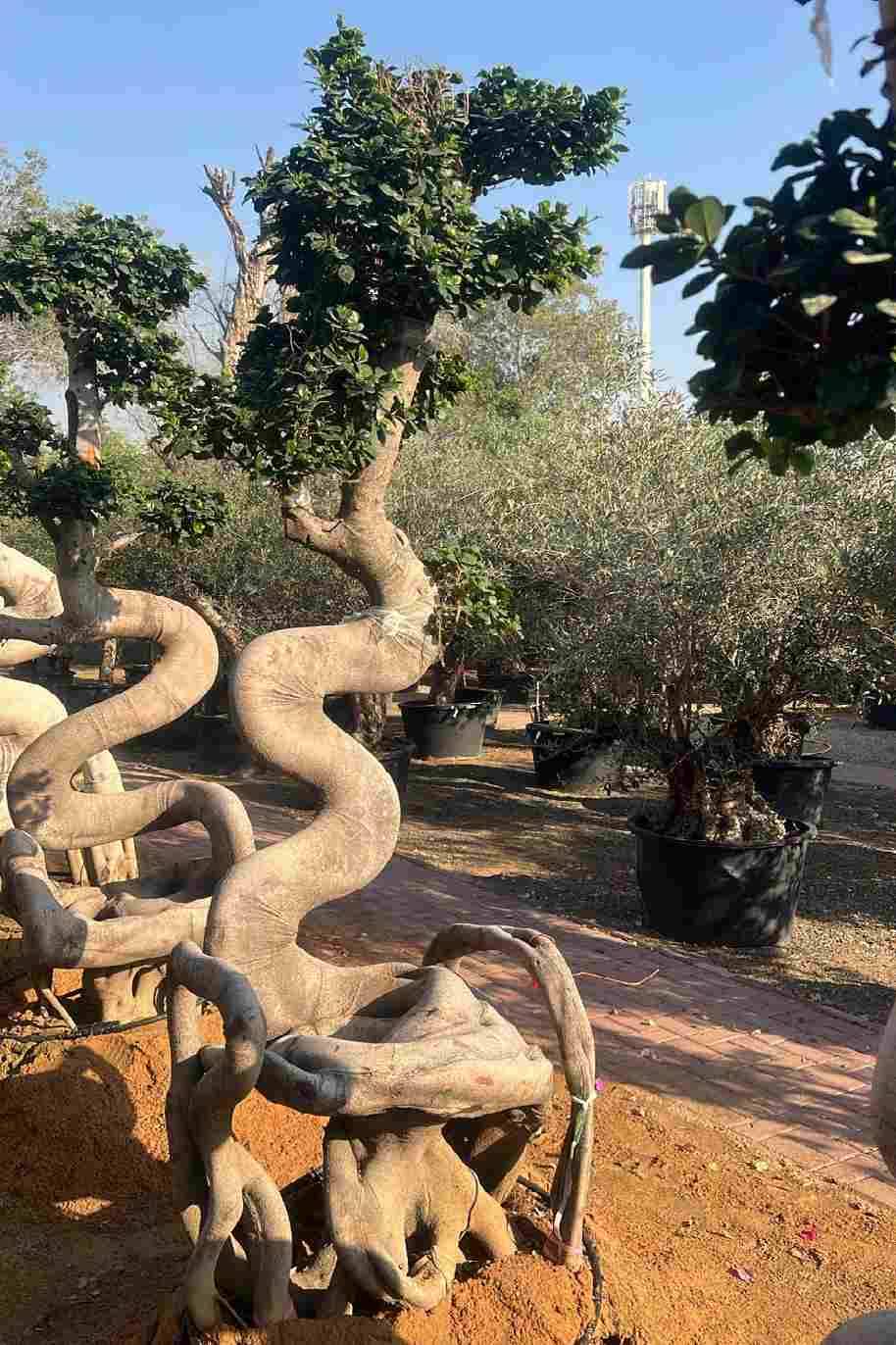 Ficus Retusa Bonsai Chair Shape - Ficus Retusa