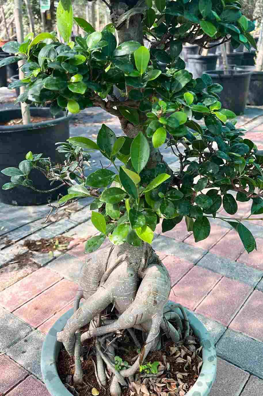 Ficus Retusa  High Trunk Ginseng Bonsai