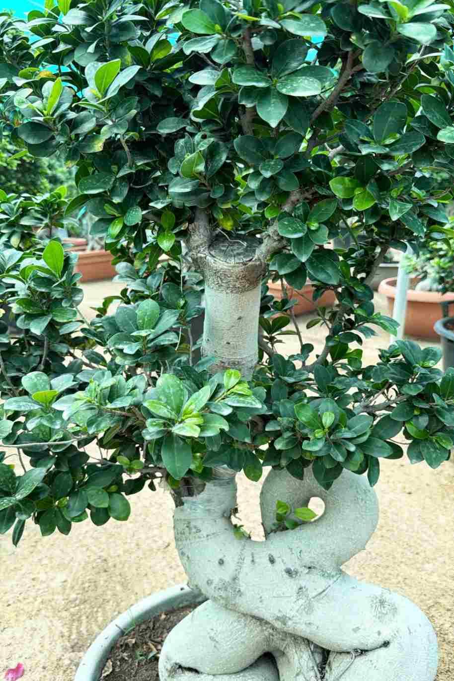 Ficus