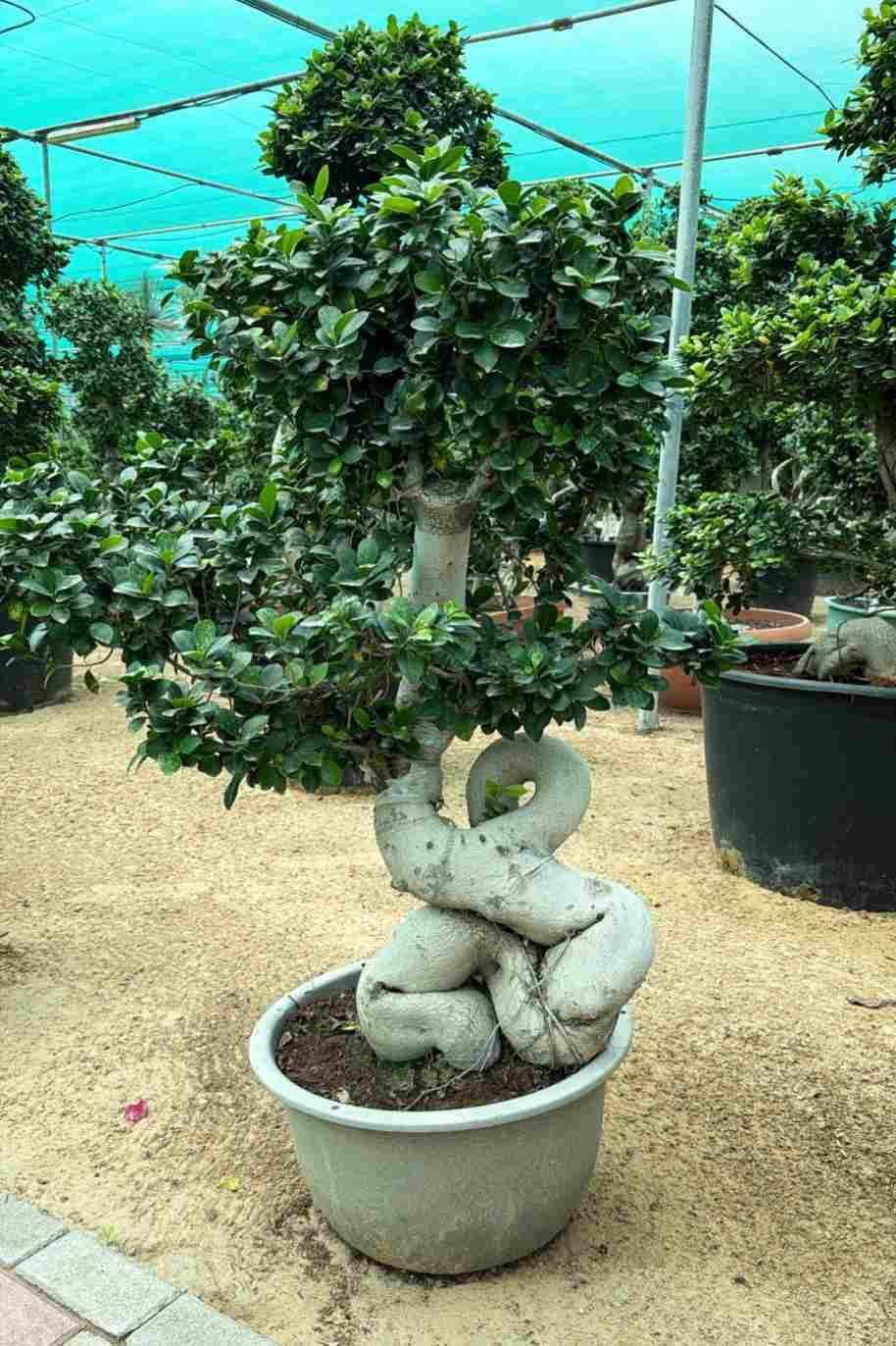 Ficus Retusa  High Trunk Ginseng Bonsai
