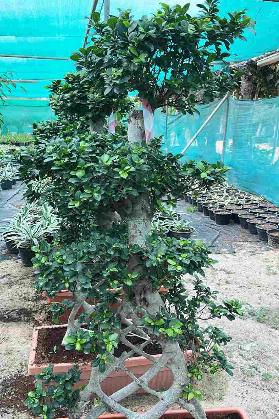 Ficus Retusa Net Shape