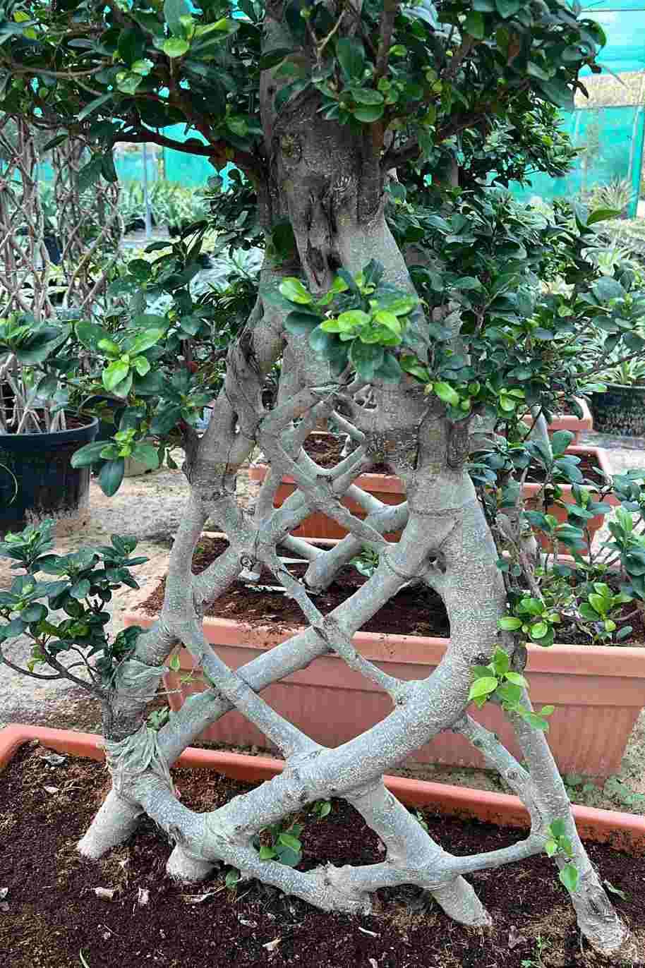 Ficus Retusa Net Shape