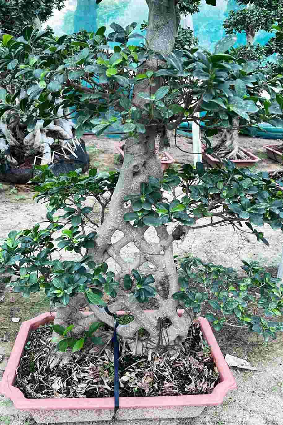 Ficus Retusa Net Shape - Ficus Retusa - image 4