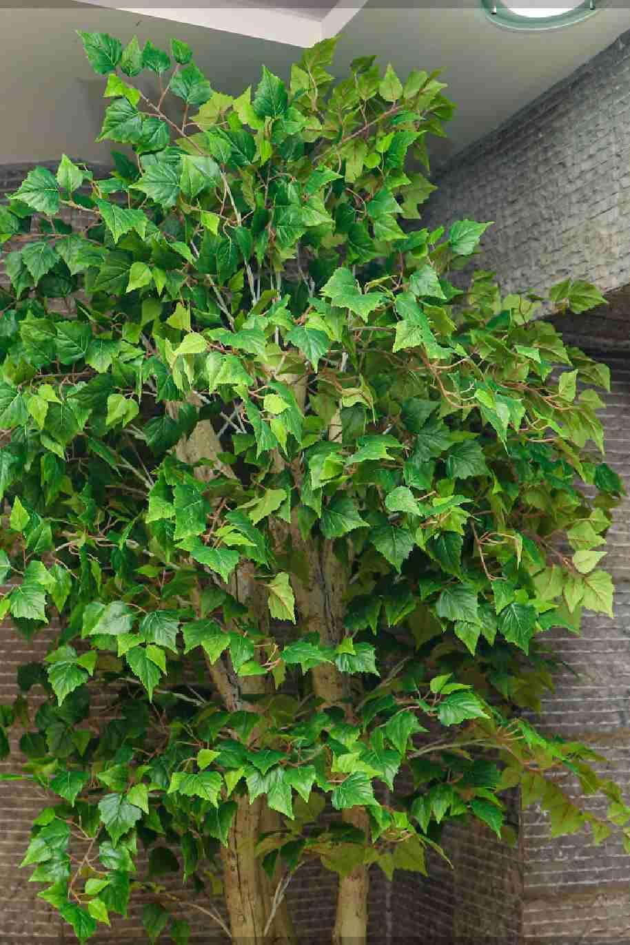 Ficus Tree Artificial 2.5Mtr