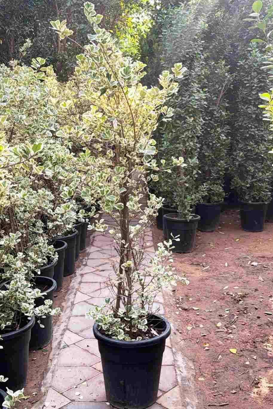 Ficus Triangularis Variegata Tall