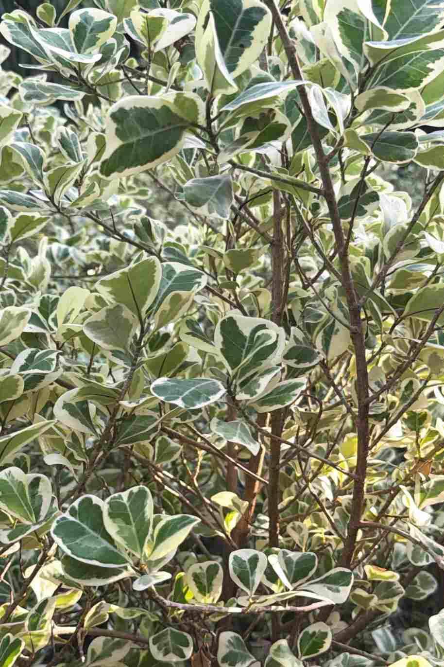 Ficus Triangularis Variegata Tall
