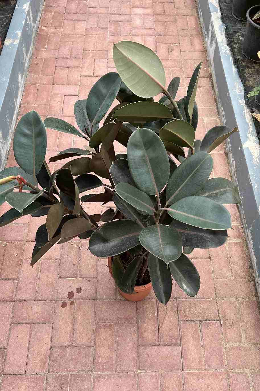 black haldi plant Buy Black Turmeric Plant, Black Haldi