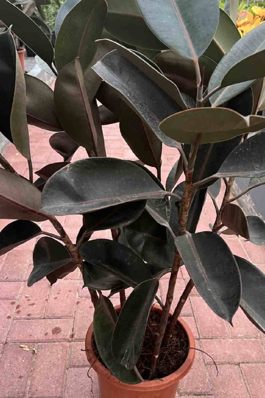 Ficus elastica Abidjan – Rubber Plant Outdoor - Ficus elastica - image 3
