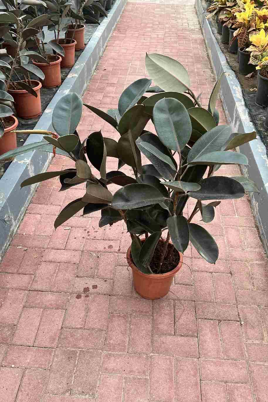 Ficus elastica Abidjan – Rubber Plant Outdoor