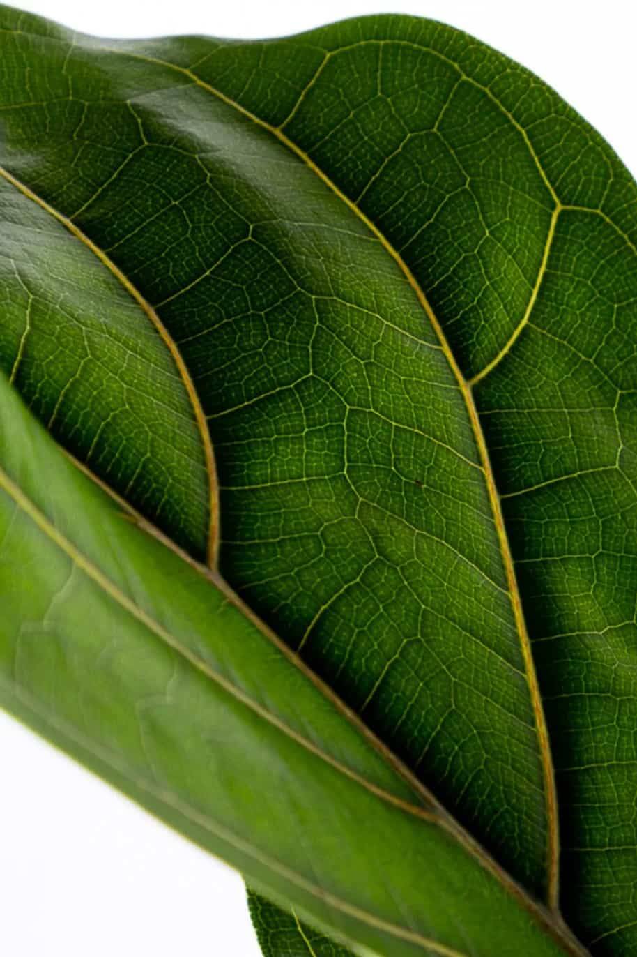 Ficus Lyrata
