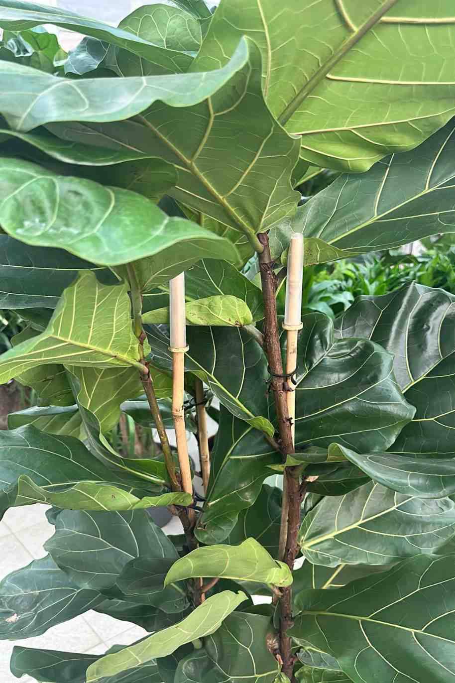 Fiddle-leaf Fig 3pp