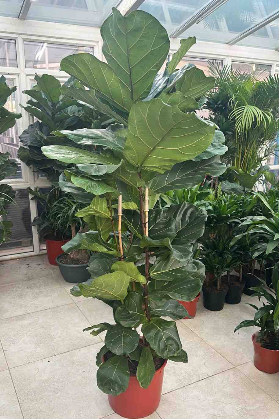 Fiddle-leaf Fig 3pp