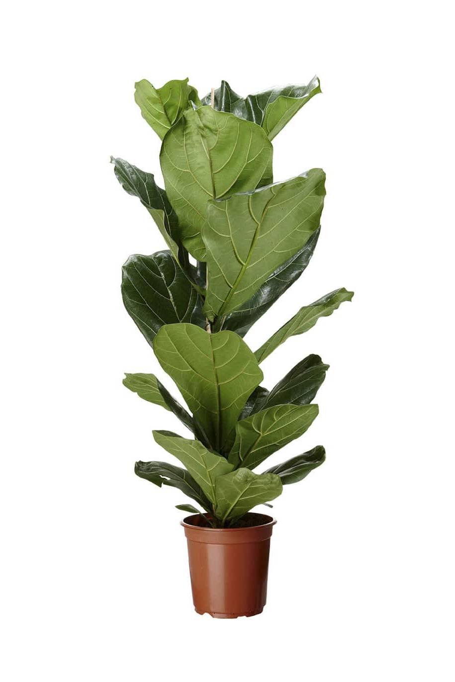Fiddle-leaf Fig 100cm - 120cm Holland - Ficus Lyrata - image 3