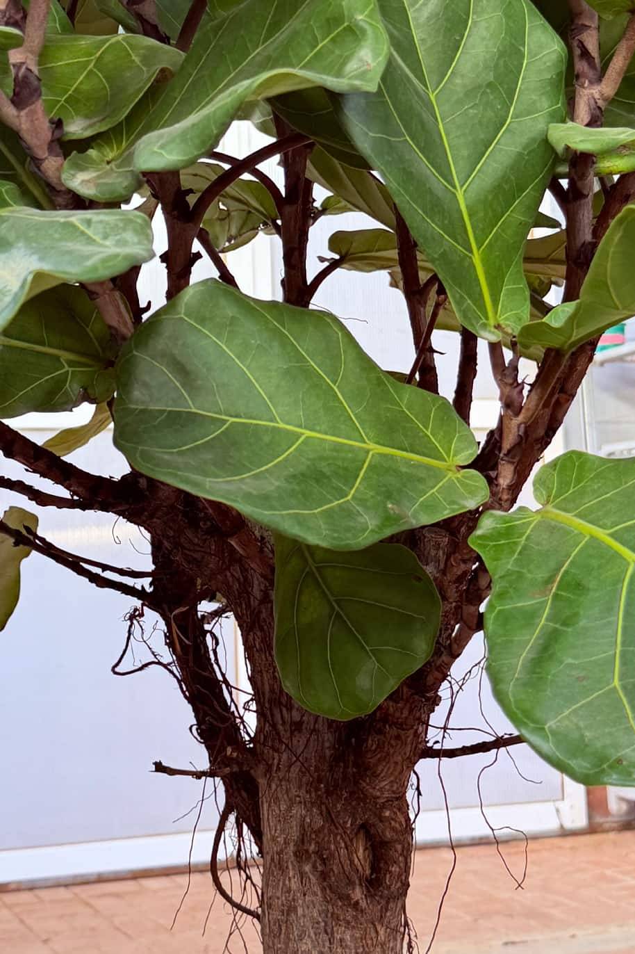 Fiddle Leaf Fig Thick Trunk - Ficus Lyrata Branch - image 2