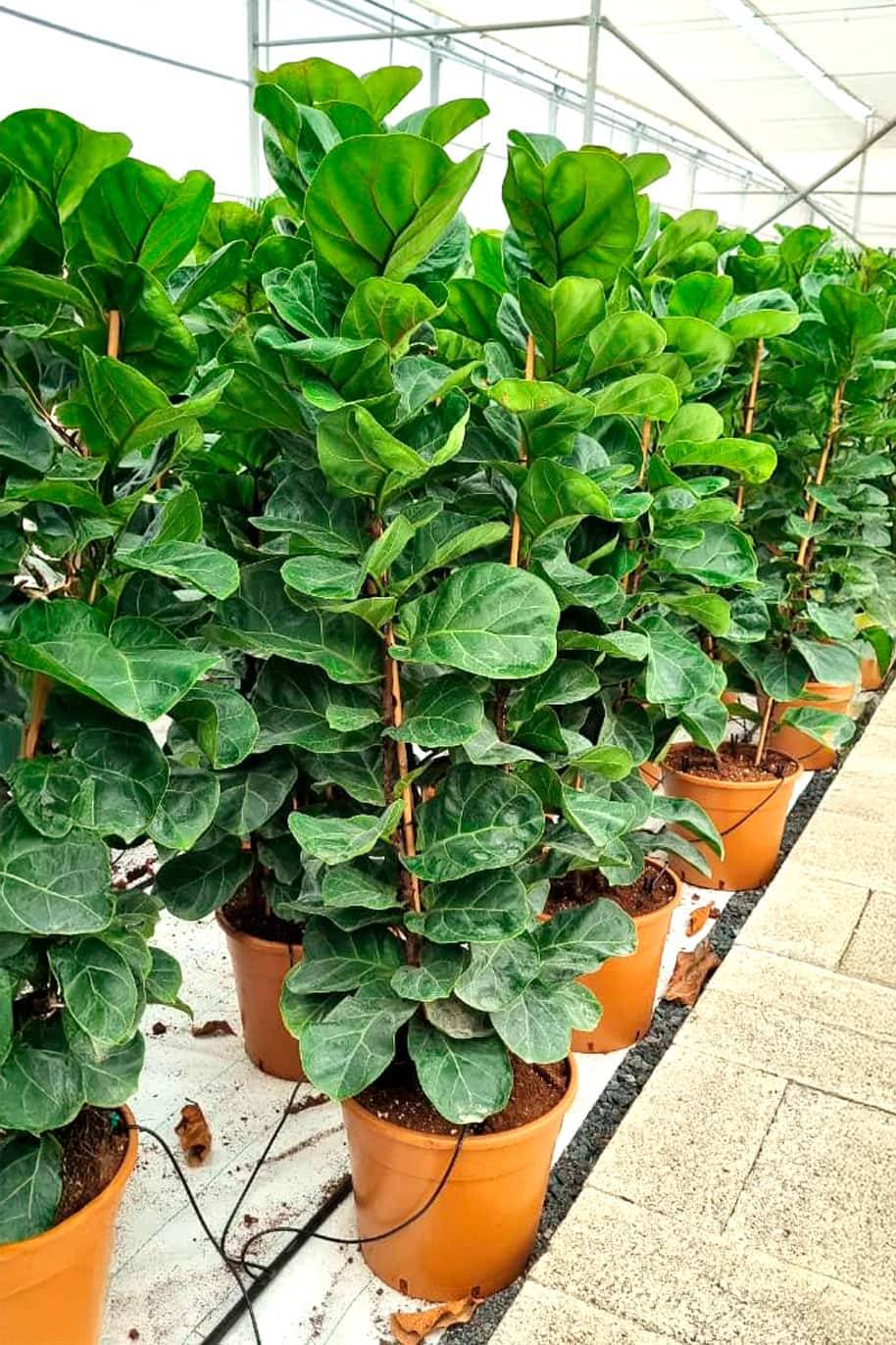 Ficus Lyrata