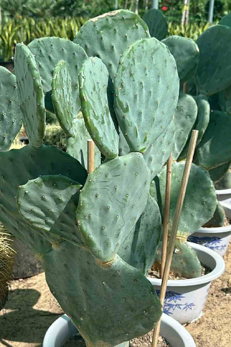 Fig Optunia Cactus