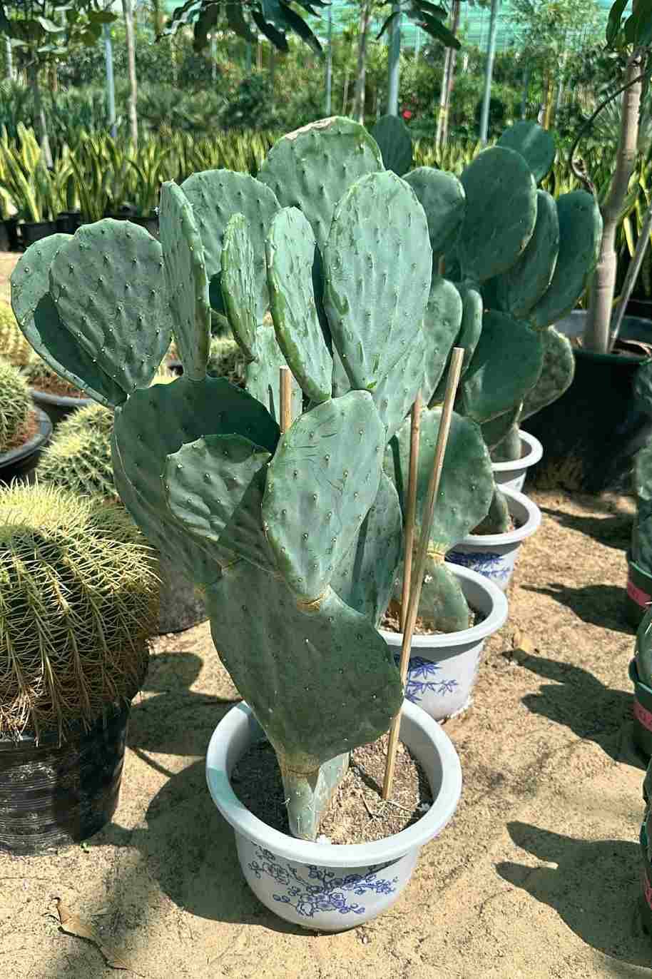 Fig Optunia Cactus