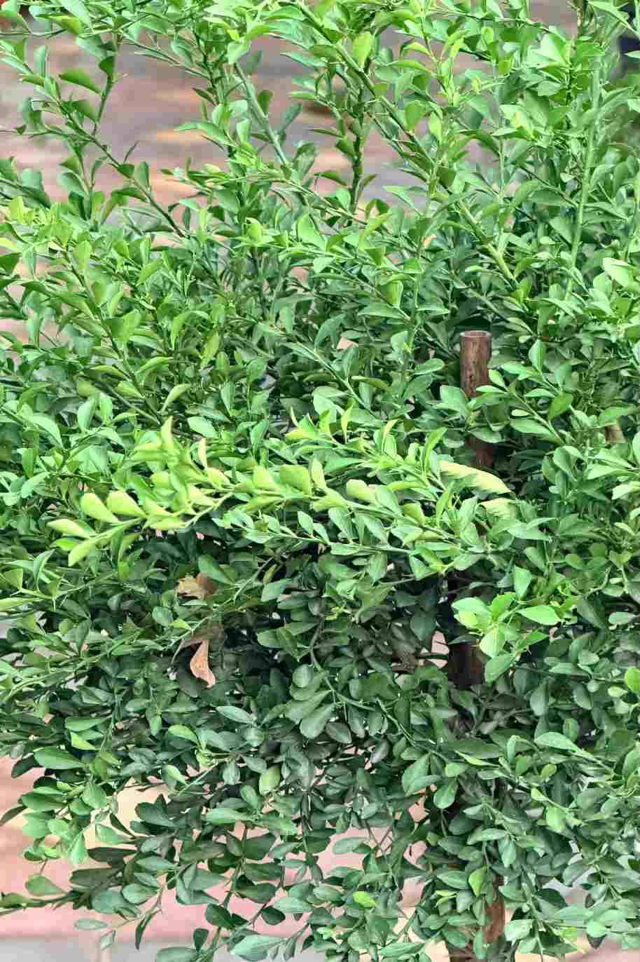 Finger Lime Verde in Vaso 20 cm - Agrume Esotico e Gourmet - Prodotto