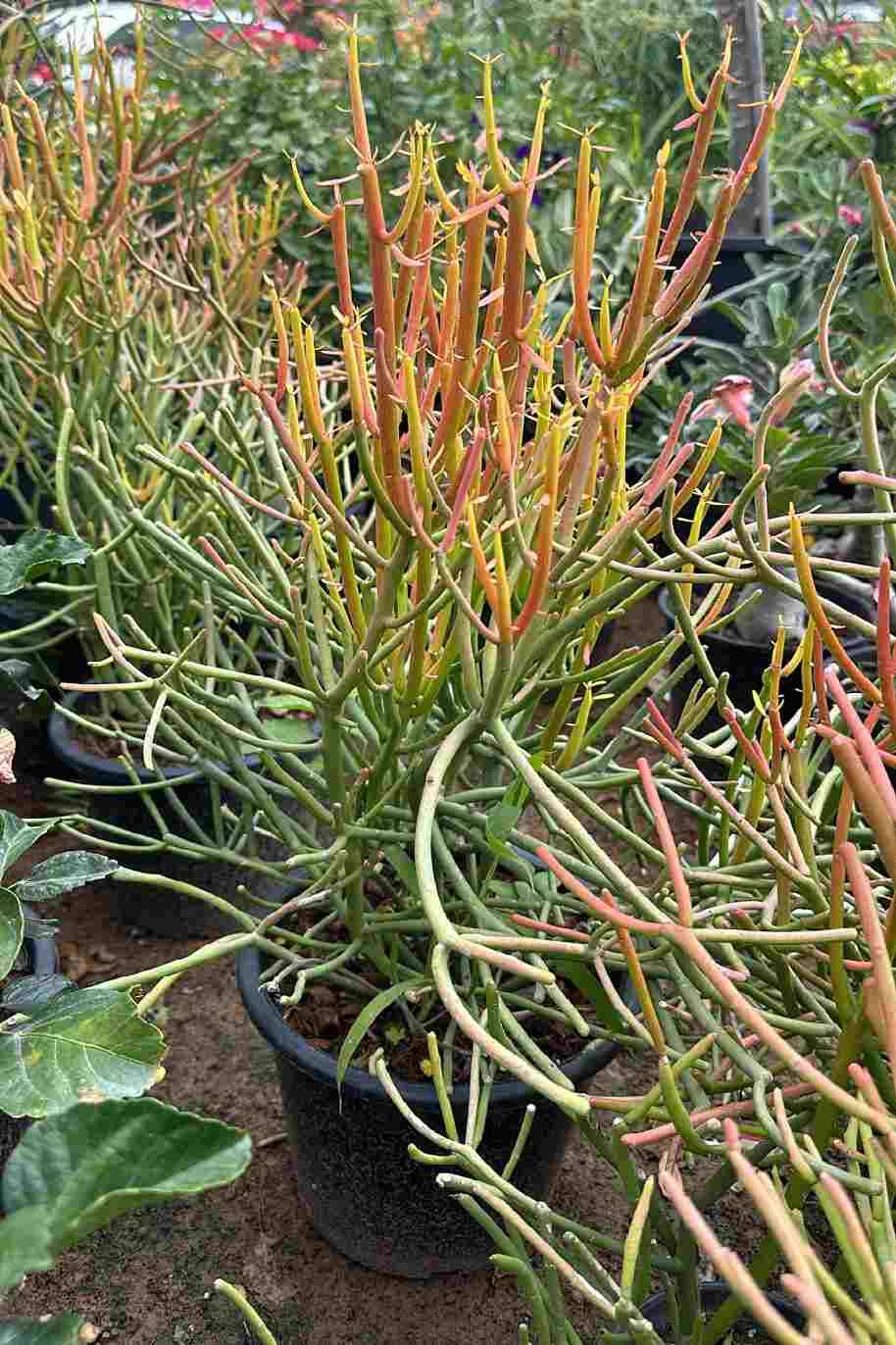 Fire Red Pencil Cactus - Euphorbia tirucalli - image 3