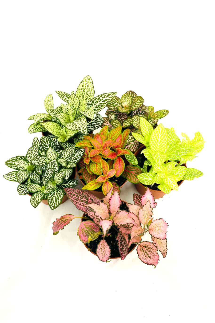 Fittonia Albiveins