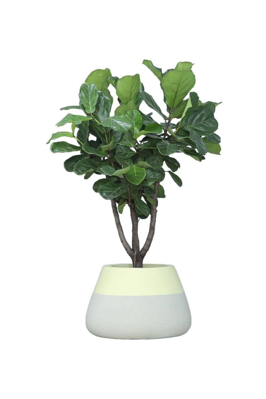 PS Decor